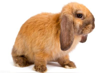 十大最聪明的宠物兔品种：你最喜欢哪一只？