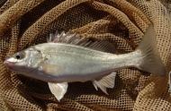 澳州银鲈鱼养殖特性全解析