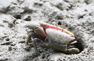 青岛胶州湾河口滩涂：招潮蟹的奇特景象