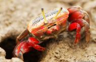 招潮蟹的栖息地和独特特征：对生态环境的影响