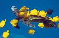 黄高鳍刺尾鱼：海洋中的海龟清洁专家