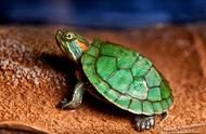 龟类肺炎的成因、症状及治疗方法：养龟必知