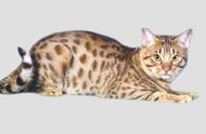 欧西猫的种类及其独特特性是什么，它们偏爱的食物又有哪些？
