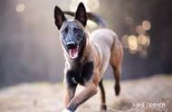 马林诺斯犬：世界犬种的瑰宝