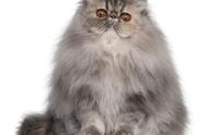 波斯猫：世界顶级猫种的详细介绍