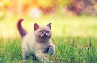 世界上最小的22种猫品种