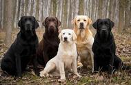拉布拉多犬：28年蝉联最受欢迎的犬种，你了解多少？
