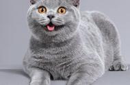英短猫：憨厚呆萌的大脸猫，你了解多少？