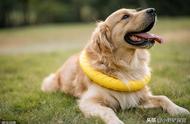 金毛犬为何是最佳的导盲犬选择？