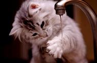揭秘：猫咪为何对水感到恐惧？