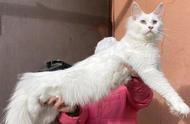 易烊千玺的猫脸复制品：缅因猫，温柔巨人