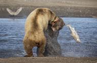 母熊与公熊激烈争夺食物的生动瞬间：精选动物趣图集锦