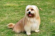 探索最适合家庭饲养的小型犬，了解那些纯正的中国国犬！