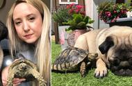 八哥犬与乌龟：一段神奇的友谊故事