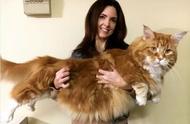 巨型缅因猫：猫咪界的巨无霸