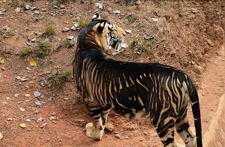 印度惊现神秘“黑虎”，体重超500斤，轻松击败4米长鳄鱼
