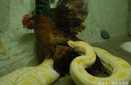 黄金蟒的盛宴：揭秘巨型蛇类进食过程