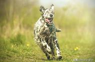 五大运动能力超群的犬种，包括一只被誉为永动不息的跑者