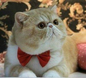 好莱坞加菲猫原型猫，竟是这种最贵一条价值8万的虎斑猫