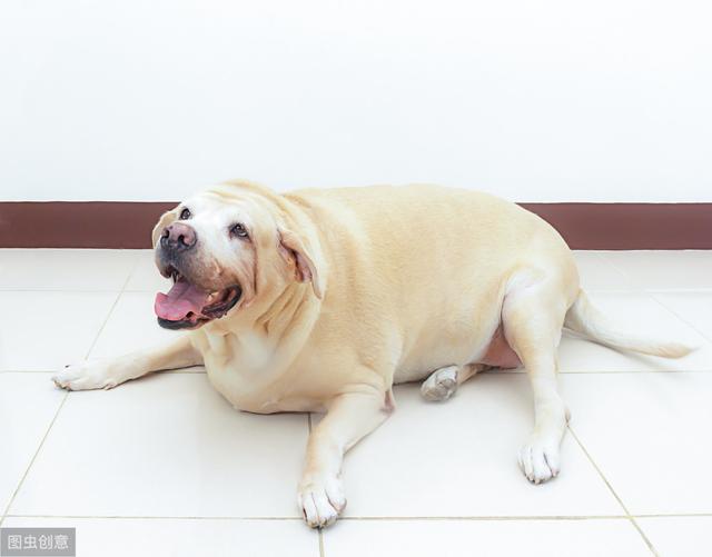 不知道狗狗是否太胖了？这4个方法能检验，让胖狗无所遁形