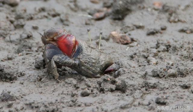 一只脚大一只脚小！青岛胶州湾河口滩涂招潮蟹泛滥