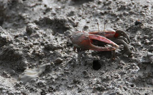 一只脚大一只脚小！青岛胶州湾河口滩涂招潮蟹泛滥