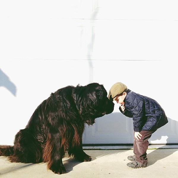 5岁大的 Max（纽芬兰犬）的生活照