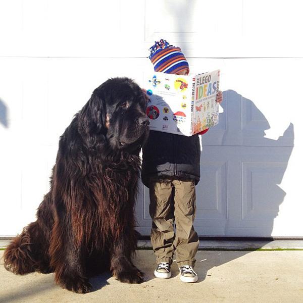 5岁大的 Max（纽芬兰犬）的生活照