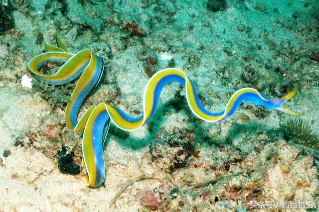 神奇的海底世界之：五彩鳗