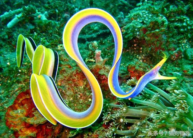 神奇的海底世界之：五彩鳗