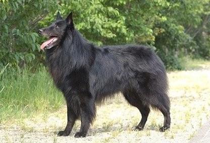 世界名狗  比利时特弗伦犬 看着就是一条大灰狼