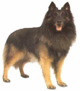 世界名狗  比利时特弗伦犬 看着就是一条大灰狼