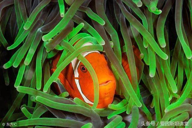 揭露呆萌的Nemo（小丑鱼）隐藏的绝技