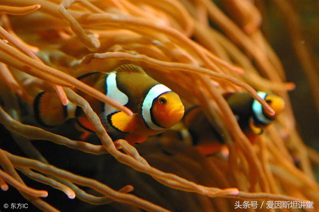 揭露呆萌的Nemo（小丑鱼）隐藏的绝技