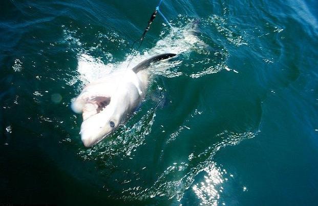 男子出海钓鱼，意外钓上来一只大白鲨，直接放到甲板上做了这件事
