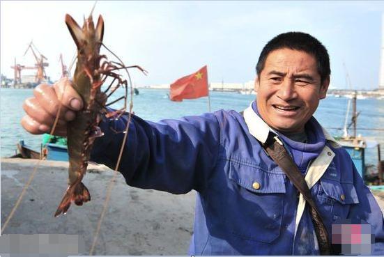 青岛渔民钓到野生“虾王”，叫卖50元一只，不出十分钟就被买走