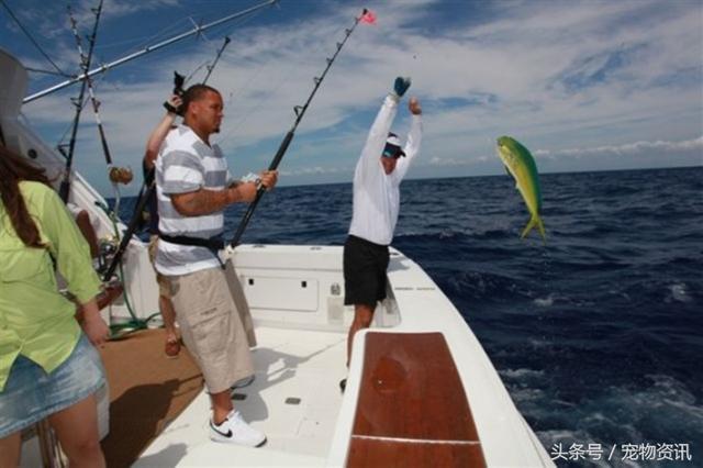 男子出海钓鱼意外钓到大鱼，起钓时让在场的所有人惊讶了
