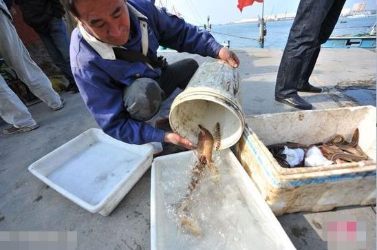 青岛渔民钓到野生“虾王”，叫卖50元一只，不出十分钟就被买走