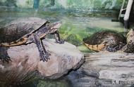 中国特有六种珍贵闭壳龟，养龟爱好者必了解