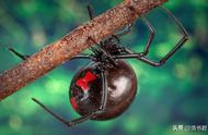 蜘蛛界的女王：黑寡妇的火爆脾气与红玫瑰宠物蜘蛛的憨态