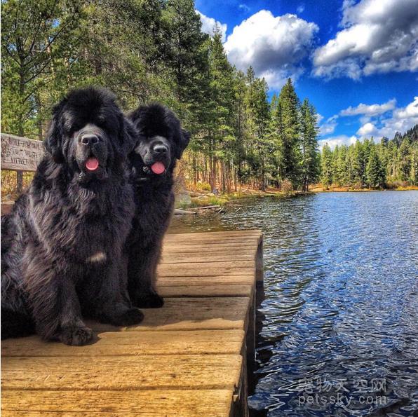 19张纽芬兰犬和拉布拉多犬的照片 呆萌又可爱