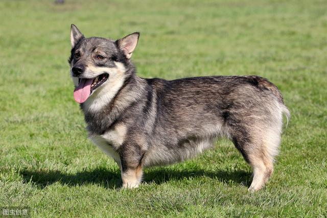 瑞典牧羊犬，明明是纯种犬，看起来却像柯基和狼犬混种