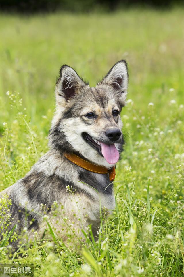 瑞典牧羊犬，明明是纯种犬，看起来却像柯基和狼犬混种